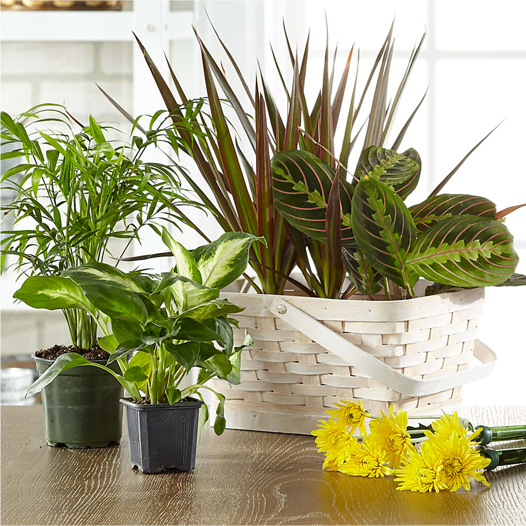 Florist Designed Blooming and Green Plants in a Basket – LAVENDER'S FLOWERS, Richmond BC