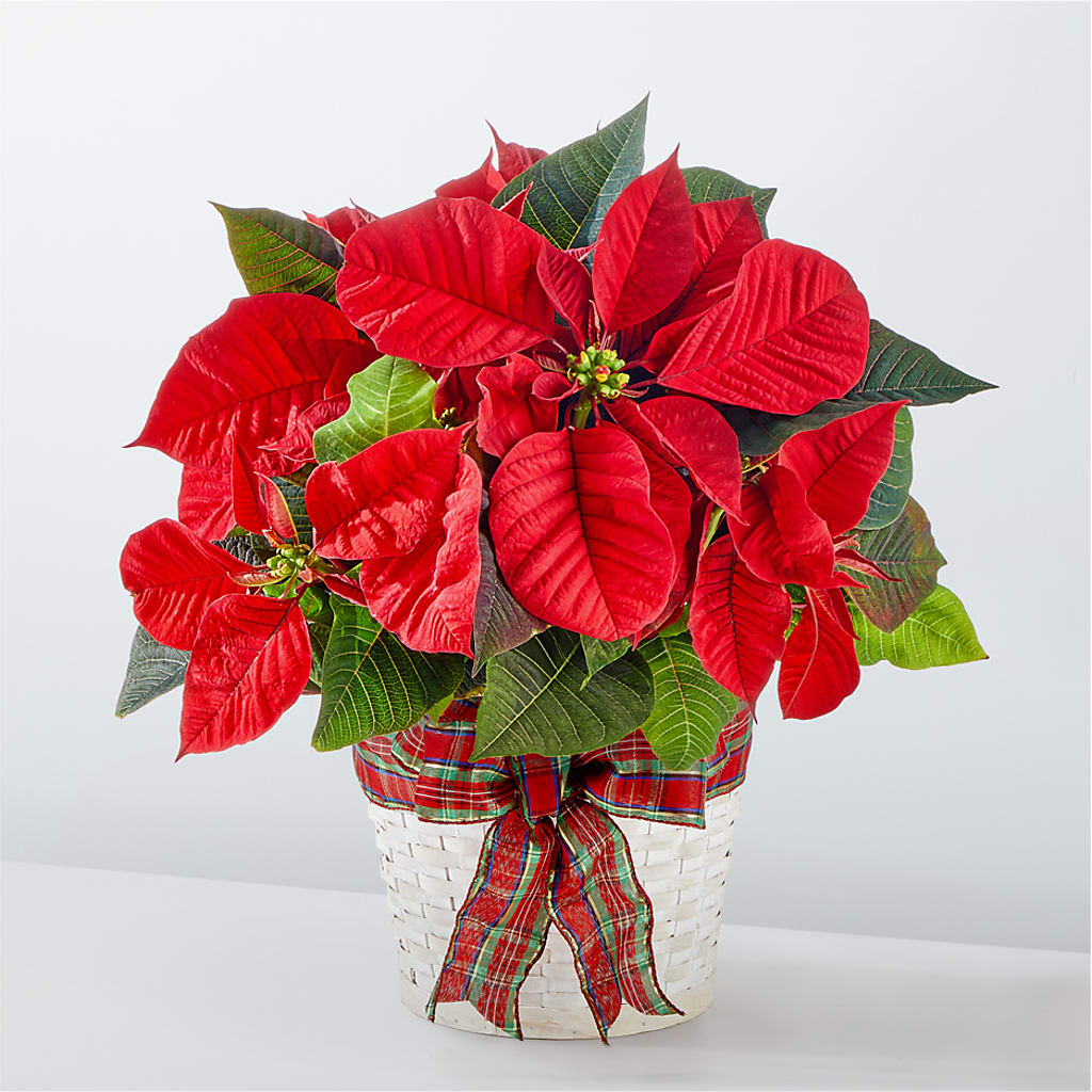 Happiest Holidays Poinsettia – LAVENDER'S FLOWERS, Richmond BC