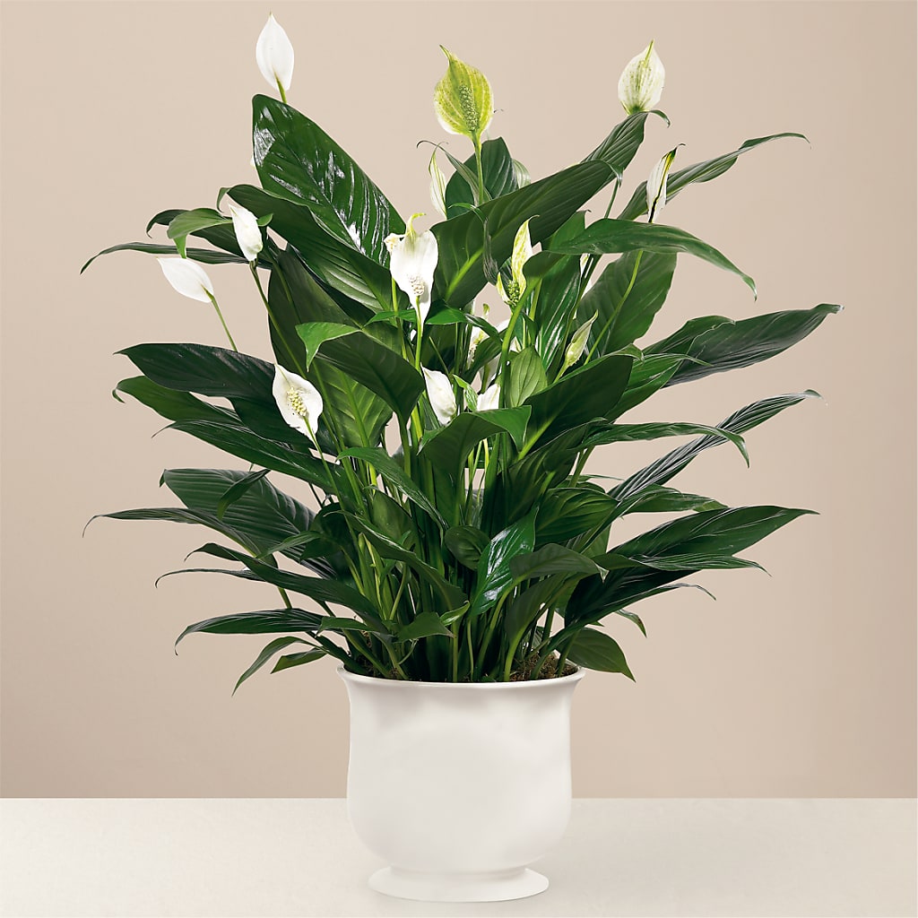 Comfort Planter – LAVENDER'S FLOWERS, Richmond BC