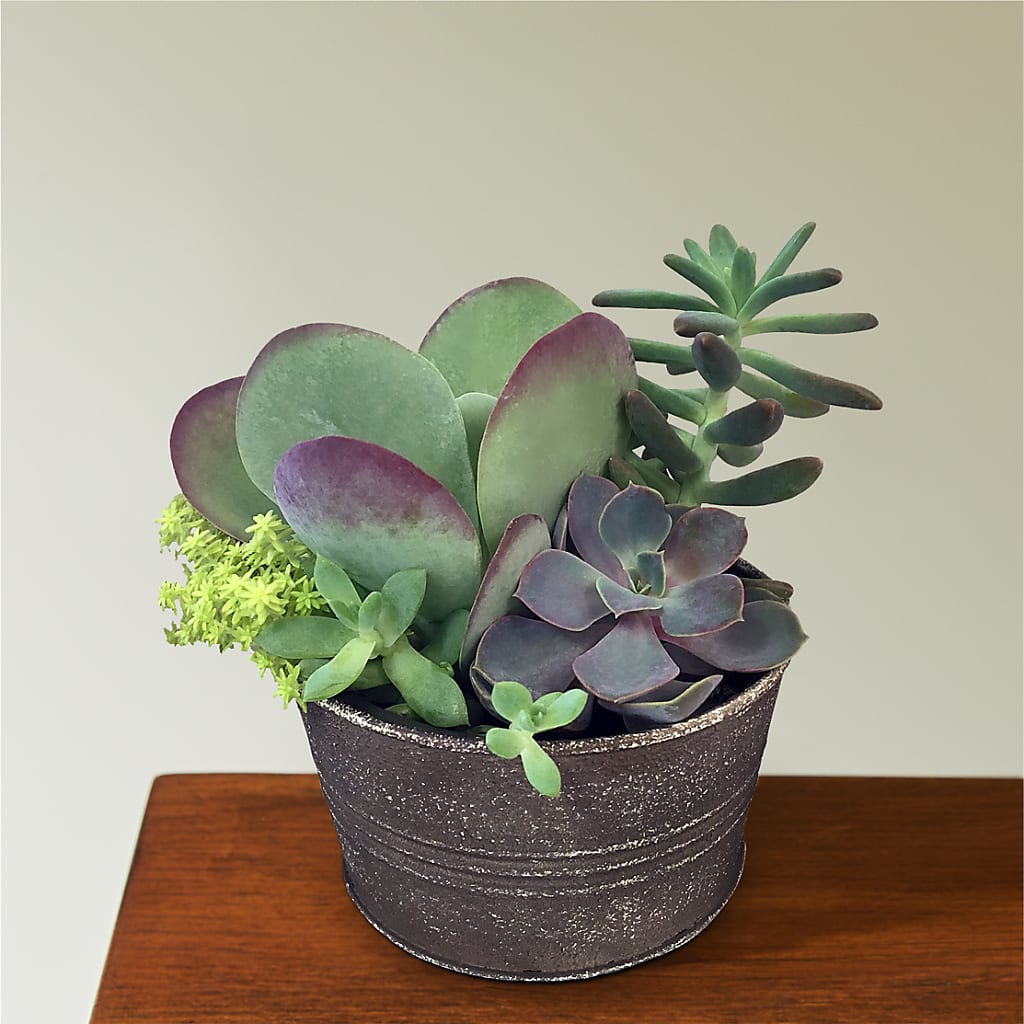 Lush Succulent Garden – LAVENDER'S FLOWERS, Richmond BC