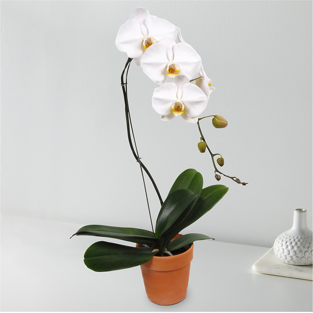 White Cascading Orchid – LAVENDER'S FLOWERS, Richmond BC