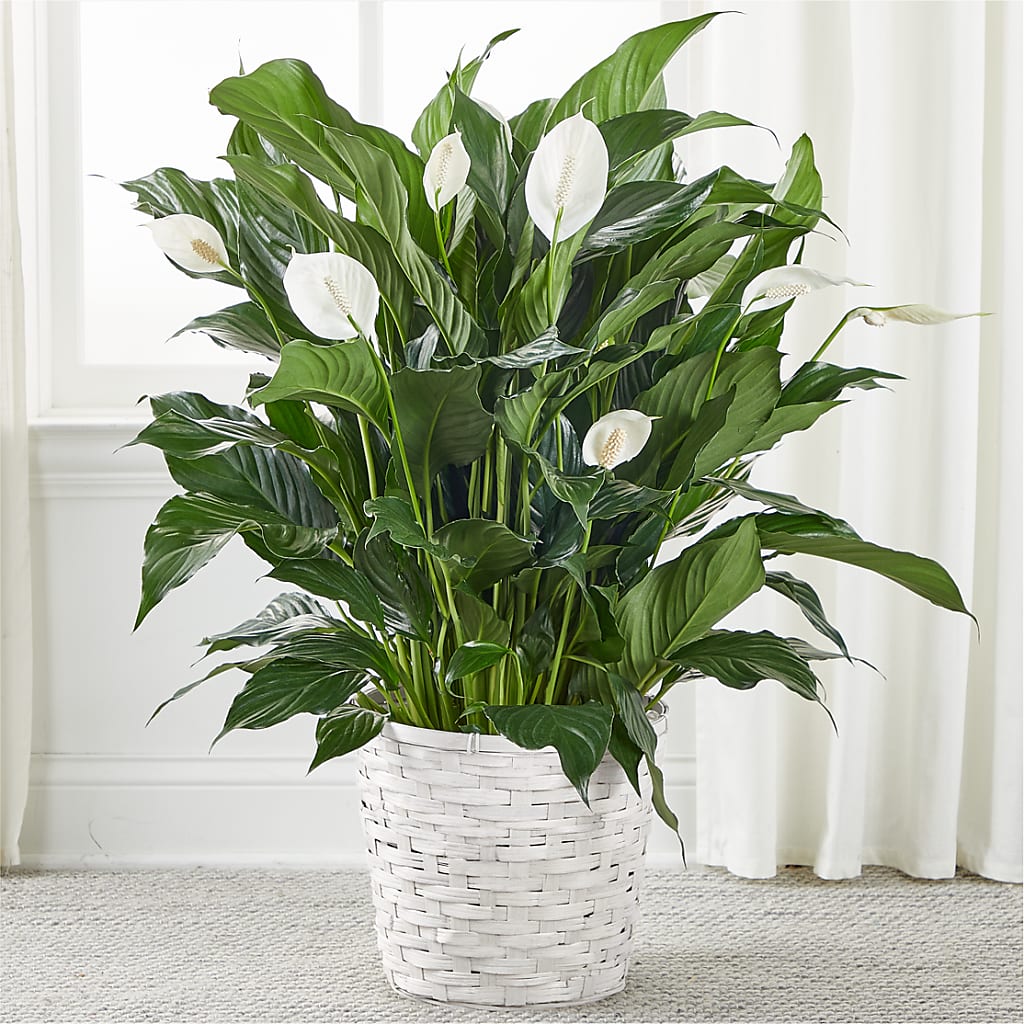 A New Leaf Peace Lily – LAVENDER'S FLOWERS, Richmond BC