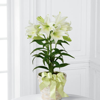 Easter Lily Plant – LAVENDER'S FLOWERS, Richmond BC