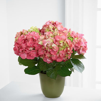 Pink Hydrangea Planter – LAVENDER'S FLOWERS, Richmond BC