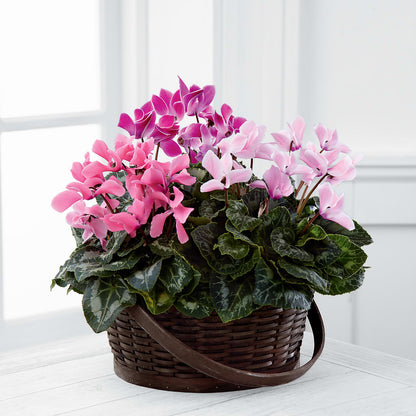 Mixed Cyclamen Planter – LAVENDER'S FLOWERS, Richmond BC