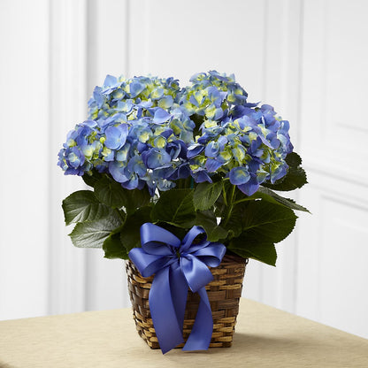 Blue Hydrangea Planter – LAVENDER'S FLOWERS, Richmond BC
