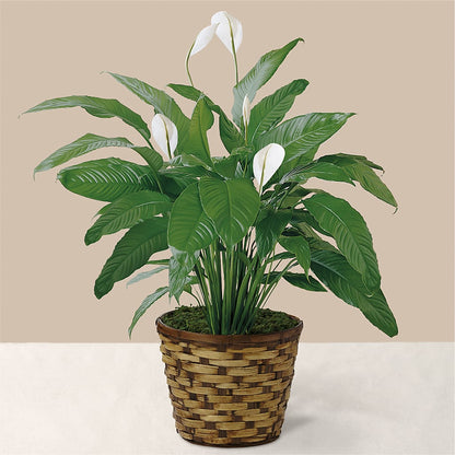 Tranquil Moments Peace Lily Plant – LAVENDER'S FLOWERS, Richmond BC