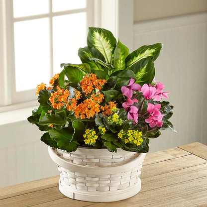 Color Crush Dishgarden – LAVENDER'S FLOWERS, Richmond BC