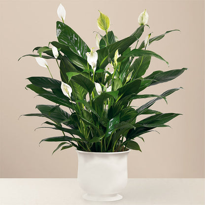 Comfort Planter – LAVENDER'S FLOWERS, Richmond BC