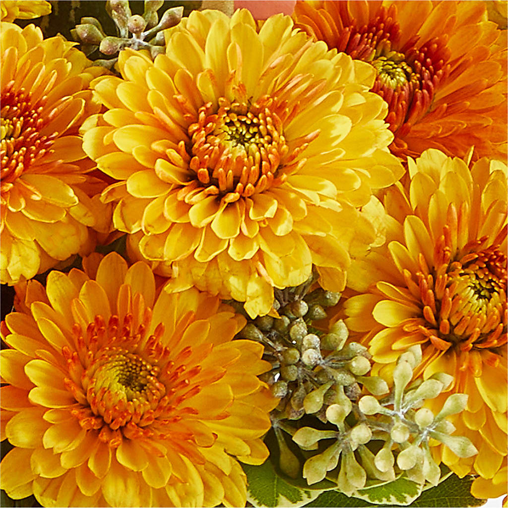 Peachy Pumpkin – LAVENDER'S FLOWERS, Richmond BC