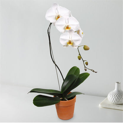 White Cascading Orchid – LAVENDER'S FLOWERS, Richmond BC