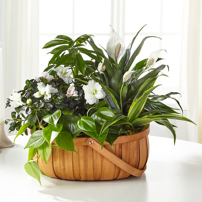 Serene Dishgarden – LAVENDER'S FLOWERS, Richmond BC
