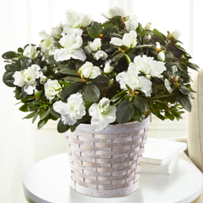 White Azalea Plant – LAVENDER'S FLOWERS, Richmond BC