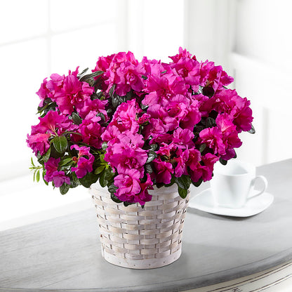 Hope & Serenity Azalea Plant – LAVENDER'S FLOWERS, Richmond BC
