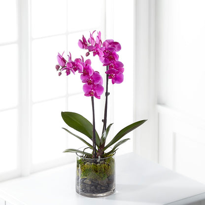 Pink Orchid Plant – LAVENDER'S FLOWERS, Richmond BC