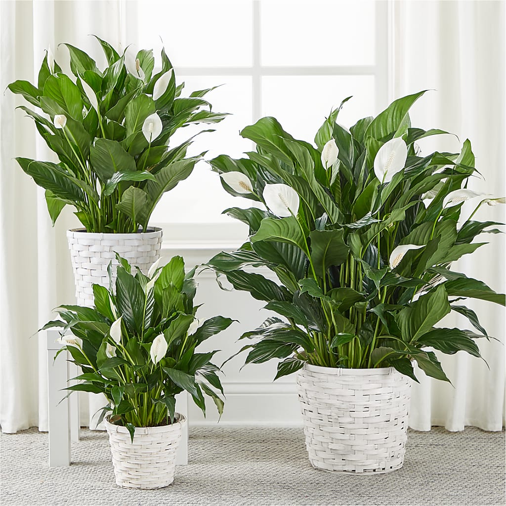 A New Leaf Peace Lily – LAVENDER'S FLOWERS, Richmond BC