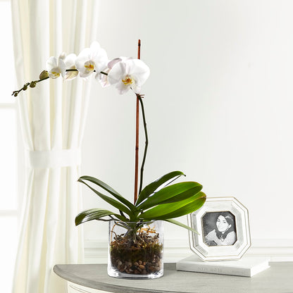 White Orchid Planter – LAVENDER'S FLOWERS, Richmond BC